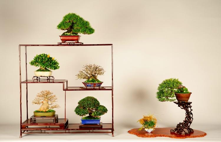 九州雅展開催のお知らせ - 公益社団法人全日本小品盆栽協会