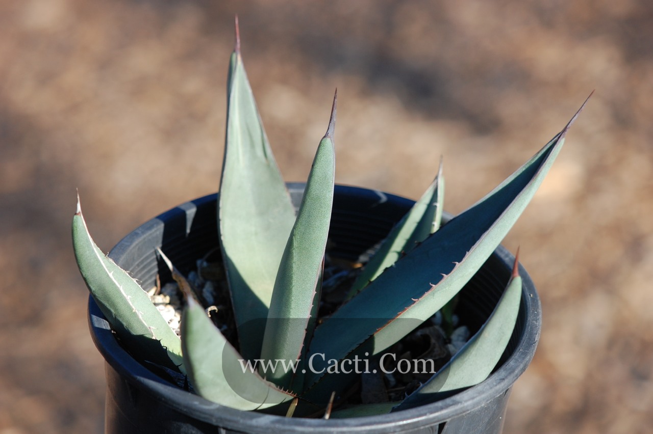 Agave Sharkskin aka 'Sharkskin Agave' - Cacti.com