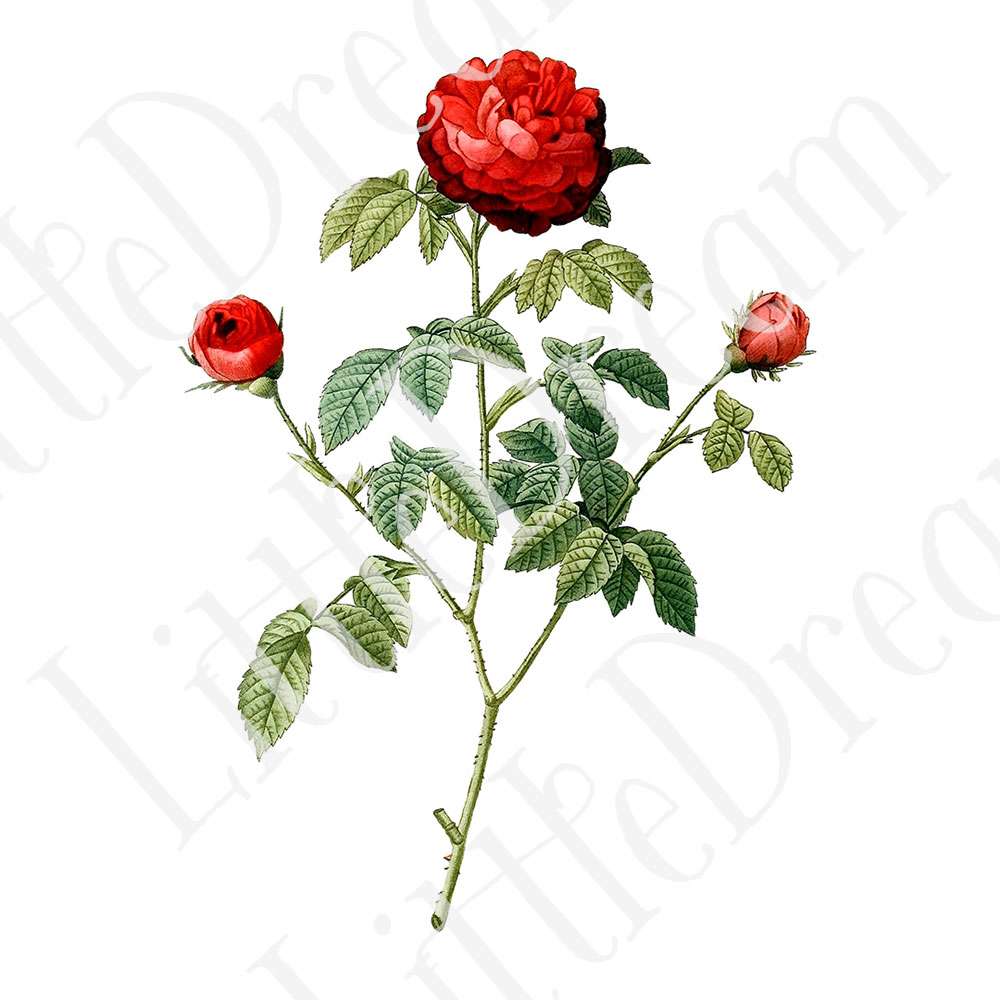 ピエール=ジョゼフ・ルドゥーテ Les Roses バラ図譜 16枚【png