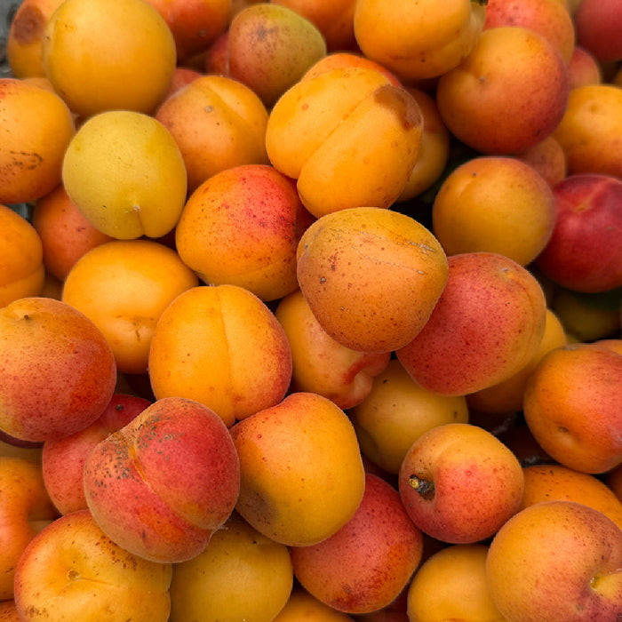 APRICOT ALE」壱岐産の杏を使用した爽やかな酸味のフルーツビール