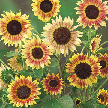 個性派高性ひまわり・F1サマーラバー| 種・苗・ガーデニング用品の