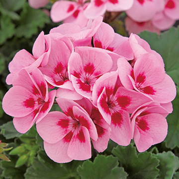 ゼラニュームの苗｜タキイネット通販【公式】