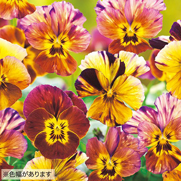 ビオラ・ブラッシュストローク| 種・苗・ガーデニング用品の【タキイ