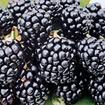 ブラックベリー・セッパー(R) スイートメガブラック| 種・苗