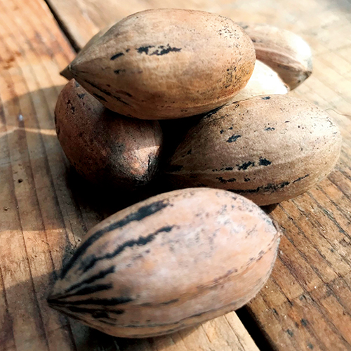 ペカン（ピーカン）ナッツ・ウィチタ| 種・苗・ガーデニング用品の