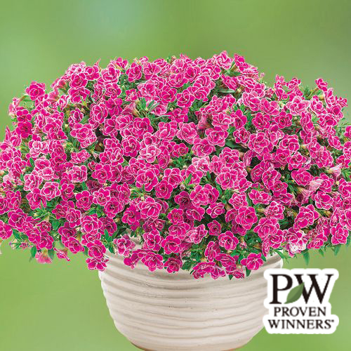 カリブラコア・スーパーベル ダブルピンクリップル| 種・苗