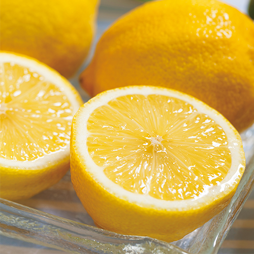 レモン アレンユーレカ【大苗】| 種・苗・ガーデニング用品の【タキイ