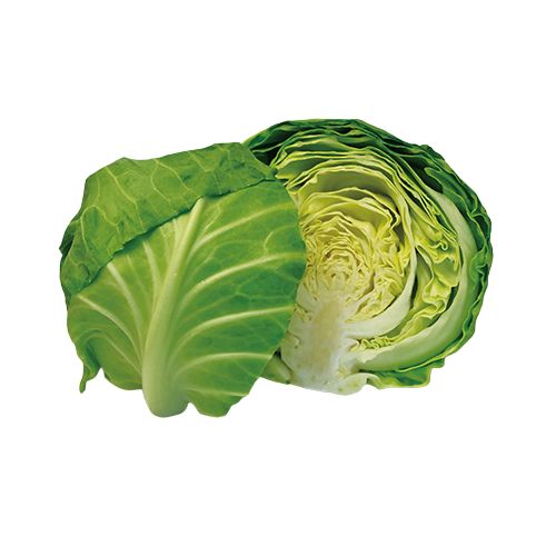 一代交配 甘乙女キャベツ| 種・苗・ガーデニング用品の【タキイネット