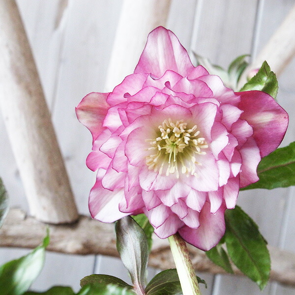 楽天市場】クリスマスローズ ダブル 開花株 多弁ピンクグラデーション