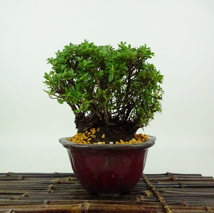 楽天市場】盆栽 皐月 早乙女小町 樹高 約9cm さつき Rhododendron