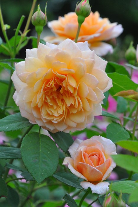 楽天市場】【冬季大苗】バラ苗 メアリーディレイニー【モーティマー