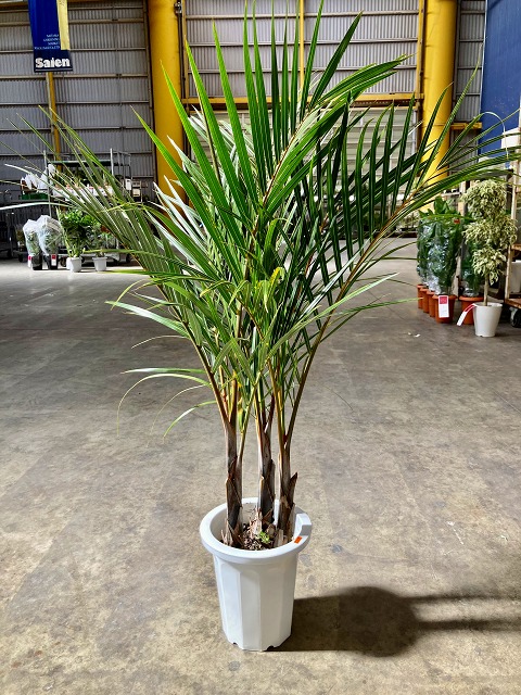 楽天市場】おしゃれ 観葉植物・希少：トックリヤシ(徳利椰子)*とっくり