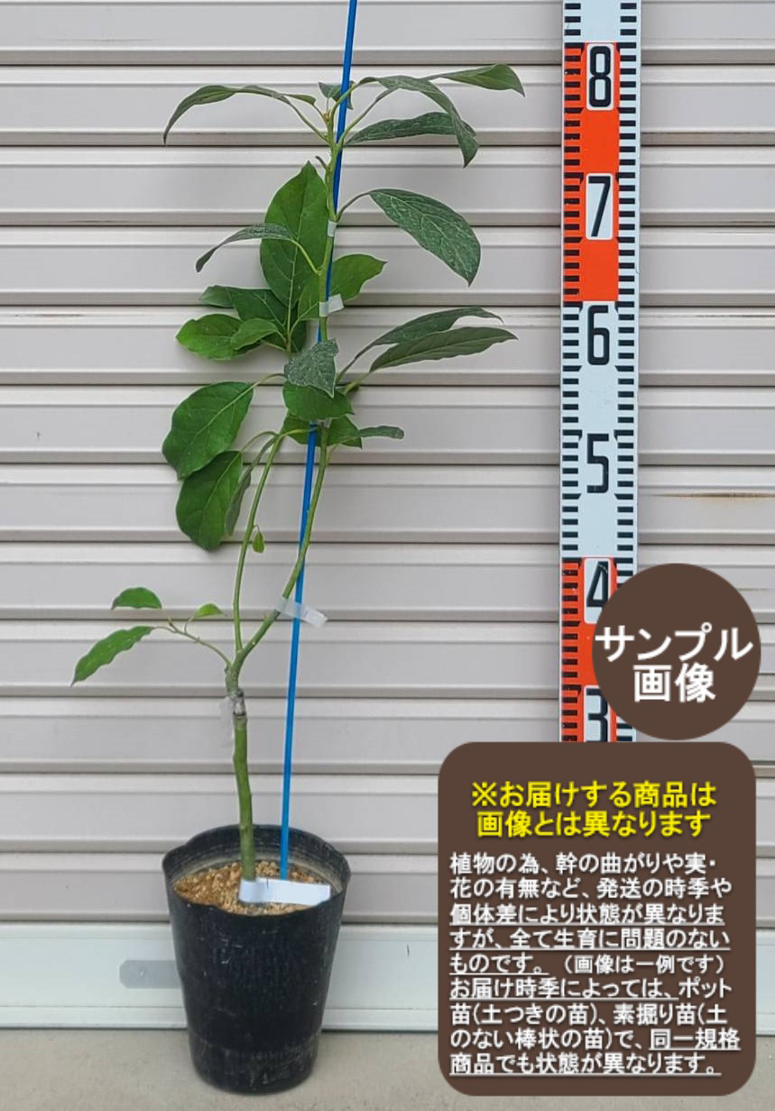 楽天市場】【ウィンターメキシカン】接木苗 ロングアボカド※通常発送