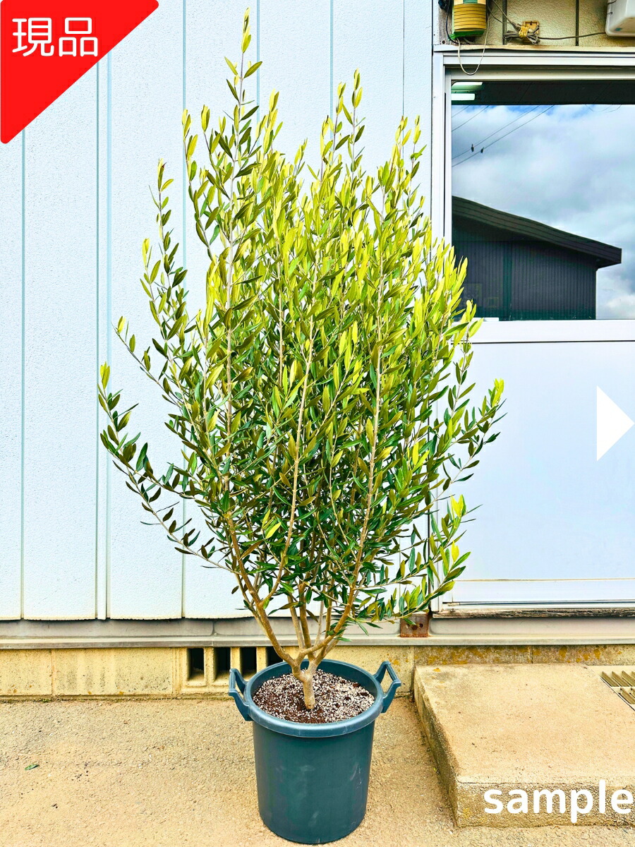 楽天市場】【現品発送】オリーブの木 ルッカ フラントイオ