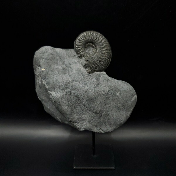 楽天市場】【送料無料】【アンモナイト/化石/黄鉄鉱】 希少 パイライト