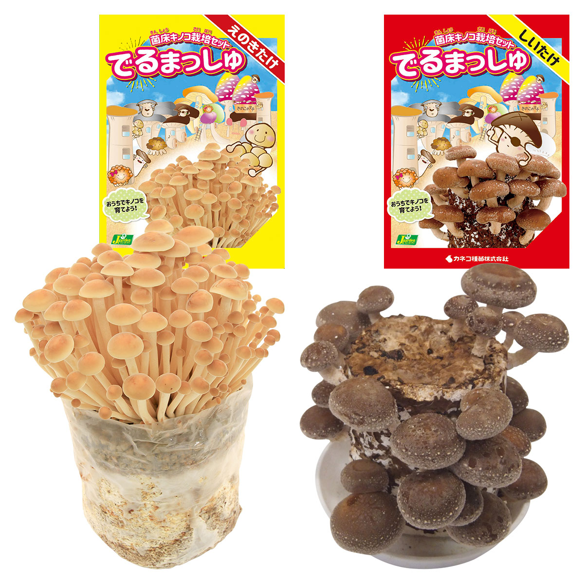 楽天市場】菌床キノコ 栽培セット でるまっしゅ えのきたけ しいたけ