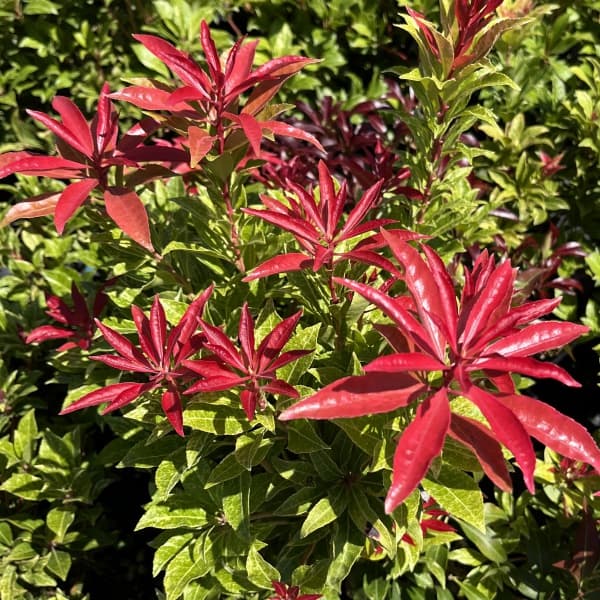 楽天市場】庭木・植木・苗：斑入アセビ（ホワイトリム）白花 6号 *大株