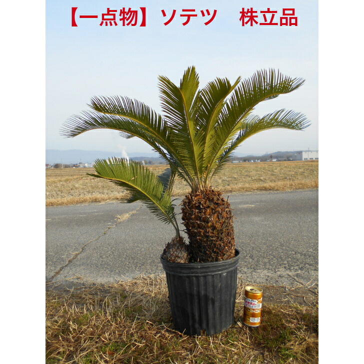 楽天市場】【限定1点】 蘇鉄（ソテツ：2頭）極太 1.5m Cycas revoluta
