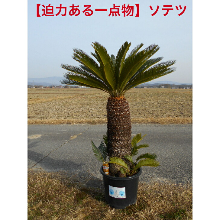 楽天市場】【限定1点】 蘇鉄（ソテツ：2頭）極太 1.5m Cycas revoluta