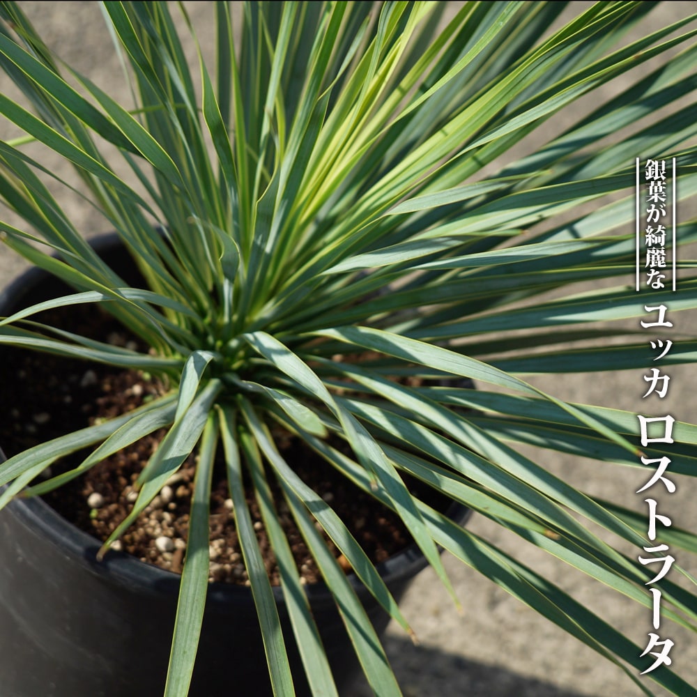 楽天市場】数量限定 【ロストラータ ハイブリッド】ユッカ 耐寒性南