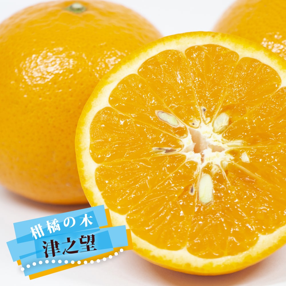 楽天市場】みかん 苗木 【津之輝】 1年生接木苗 登録品種・品種登録