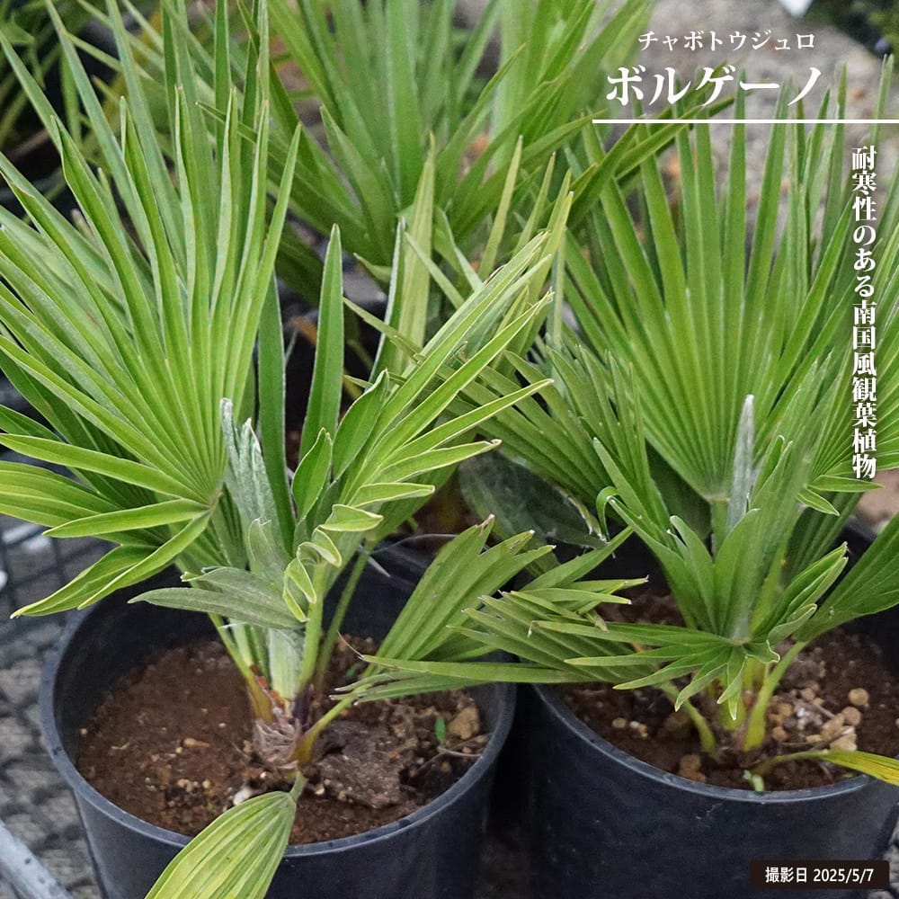 楽天市場】ヤシの木 【ブラヘア・アルマータ】 7号鉢植え : 苗木部