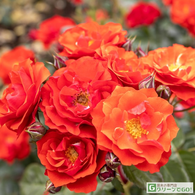 楽天市場】バラ苗 【桜島 (FL) 中輪 四季咲き】 1年生 接ぎ木苗 3.5号