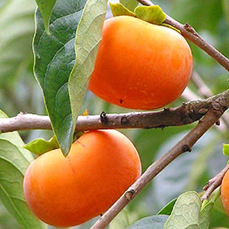 楽天市場】◇送料無料◇ 柿 苗木 【完全甘柿 選抜大実富有 （ふゆう