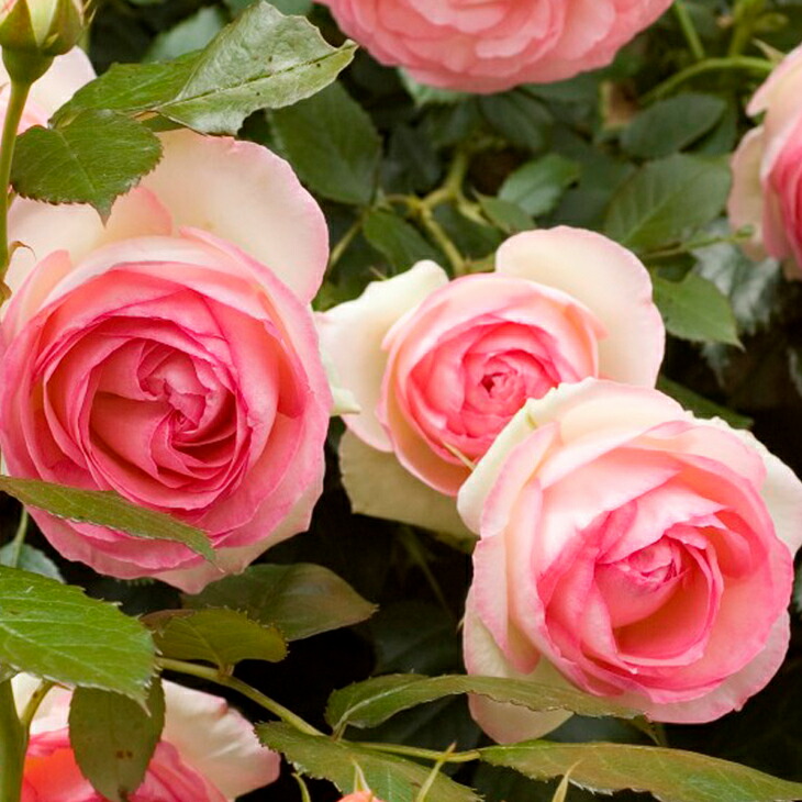 楽天市場】バラ苗 【つるバラ ピエール ドゥ ロンサール (CL) 大輪