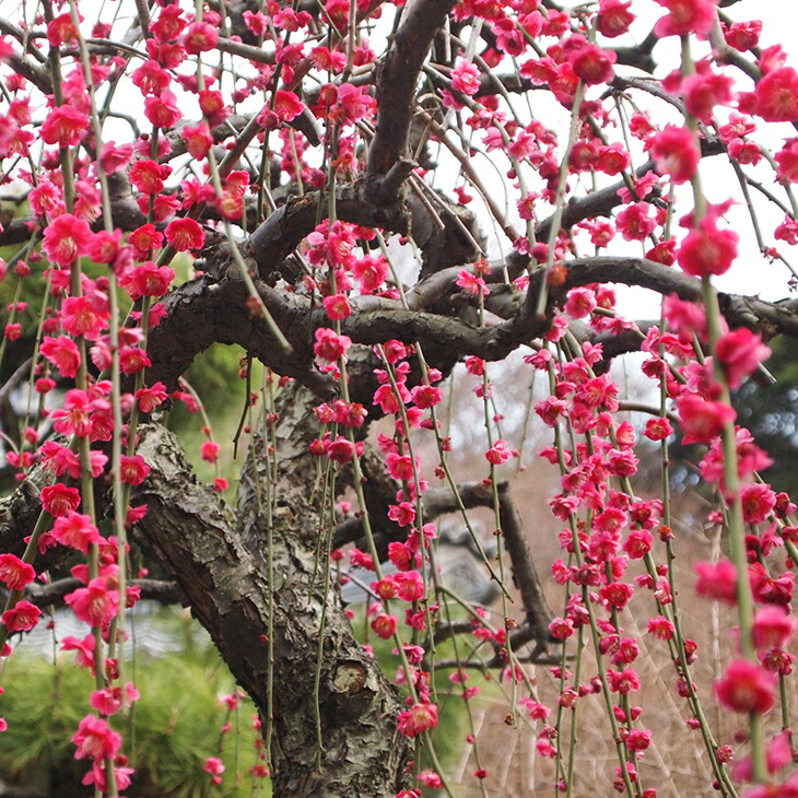 楽天市場】コニファー 苗 【ブルーアイス （直立性）】 約0.5m 5号