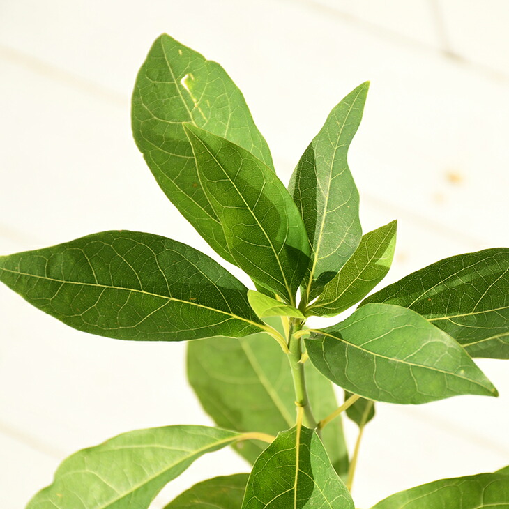 楽天市場】◇送料無料◇ クロモジ 苗木 【大葉黒文字 （オオバクロモジ