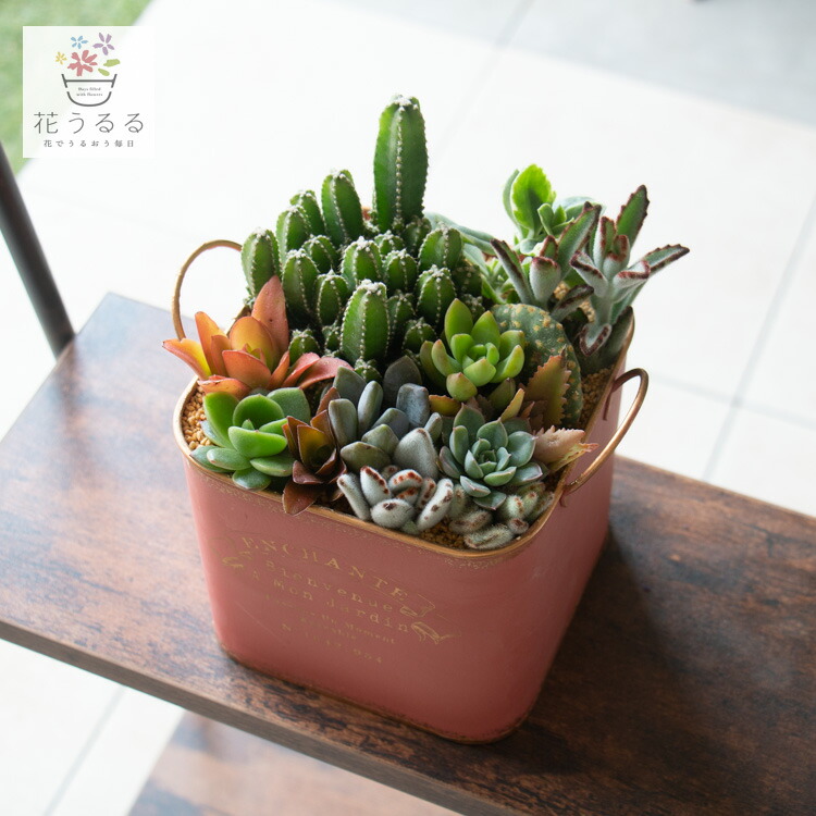 楽天市場】多肉植物 寄せ植え【B】 色々 現品限り 育てやすい 観葉植物