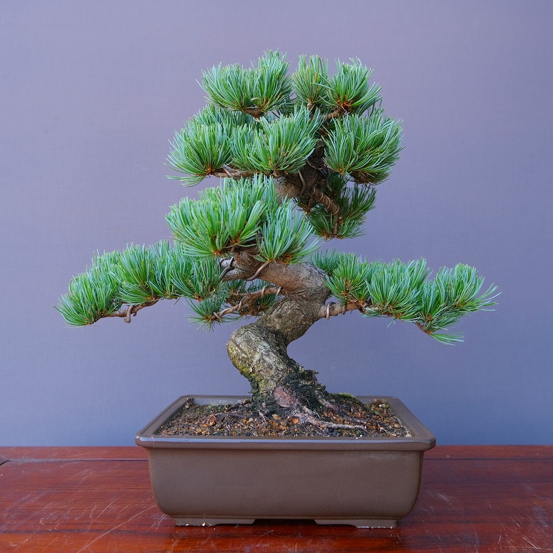 楽天市場】（株）一樹園 皐月【 如峰山 】 小品盆栽／樹齢25年 : 一樹園