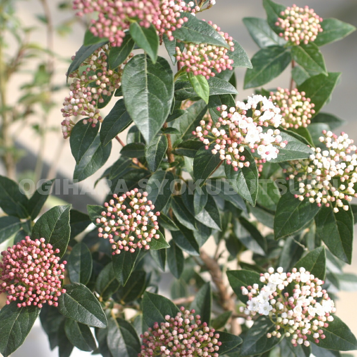 楽天市場】サルスベリ 'ブラックパール ホワイト'(R) : おぎはら植物園