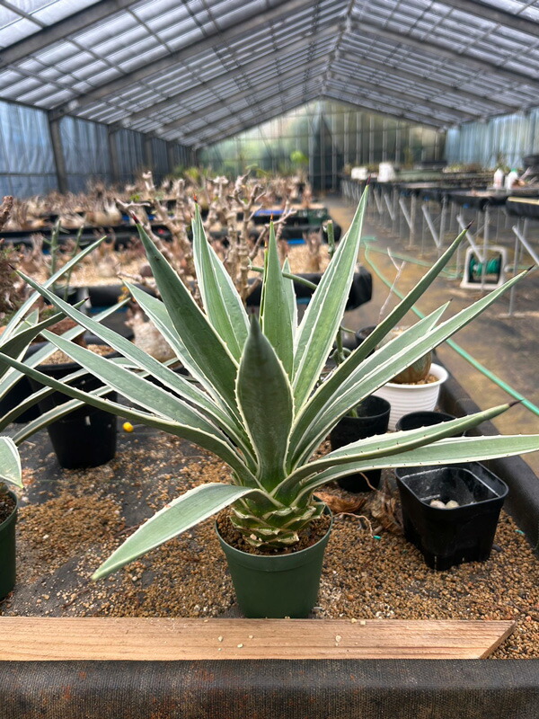 楽天市場】☆【現品・現物】アガベ・フレキスピナ （アガベ