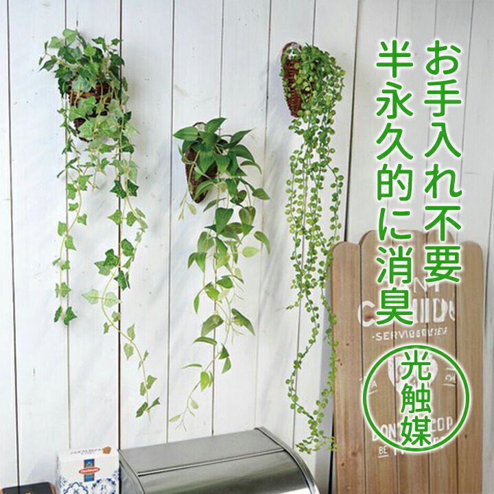 楽天市場】グリーンシダレガーランド オランダアイビー 1本夏の爽やか