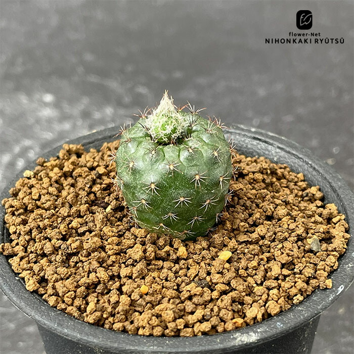 楽天市場】caサボテン ペレキフォラ 銀牡丹 実生 送料無料 サボテン