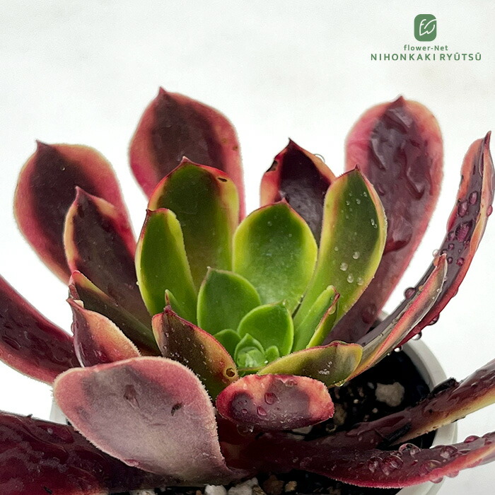 楽天市場】多肉植物 hmアエオニウム ファイヤークラッカー錦 多肉植物