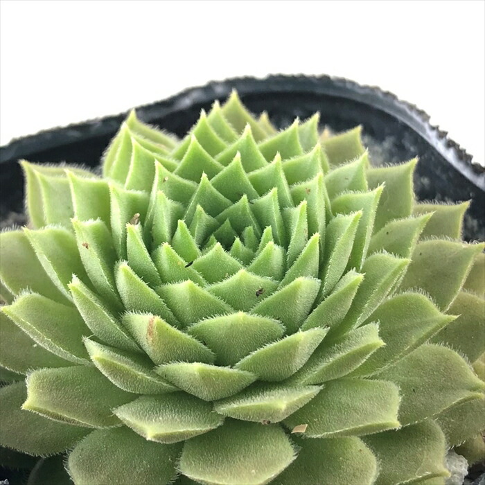 楽天市場】多肉植物 sw石蓮花 食べれる多肉植物 セキレンカ 血糖値低下