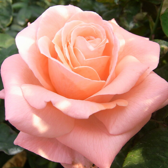 楽天市場】予約販売 バラ 苗 バラ 新苗 中輪 ザンブラ'93 木立性