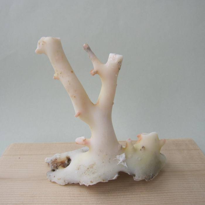 楽天市場】ミッド（白）珊瑚の原木・拝見・置物 艶出し加工済み 『宝石