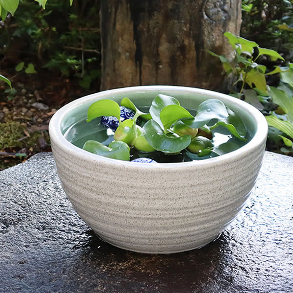 楽天市場】【38時間限定20%OFFクーポン配布中】送料無料 睡蓮鉢 信楽焼