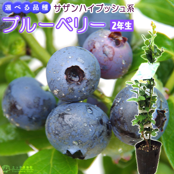 楽天市場】ブルーベリー 『 サザンハイブッシュ系 』 （ 2年生 ） 3.5