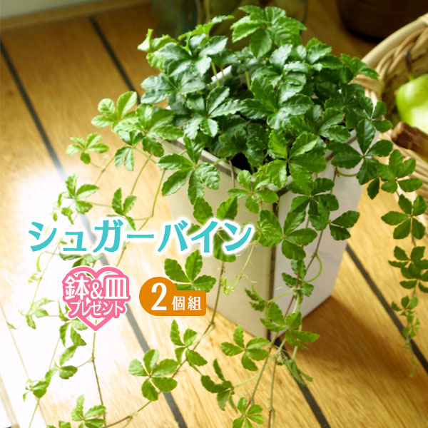 楽天市場】【スーパーSALE☆500円OFF】 シュガーバイン 9cmポット 【 2