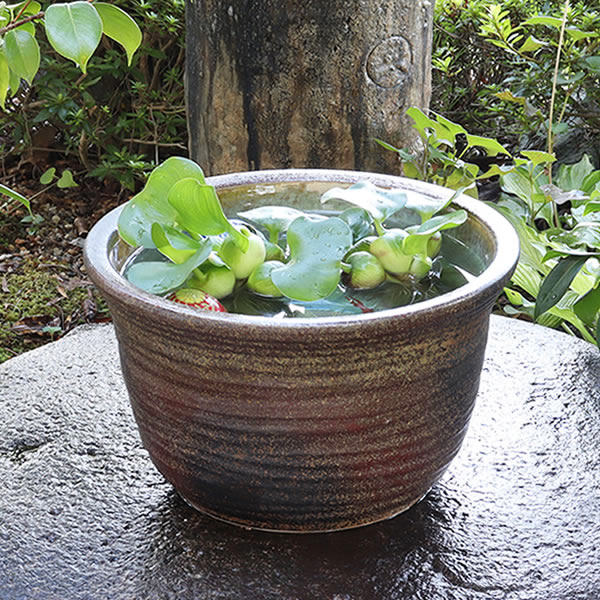 楽天市場】【今だけ限定15%OFFクーポン配布中】睡蓮鉢 メダカ鉢 めだか