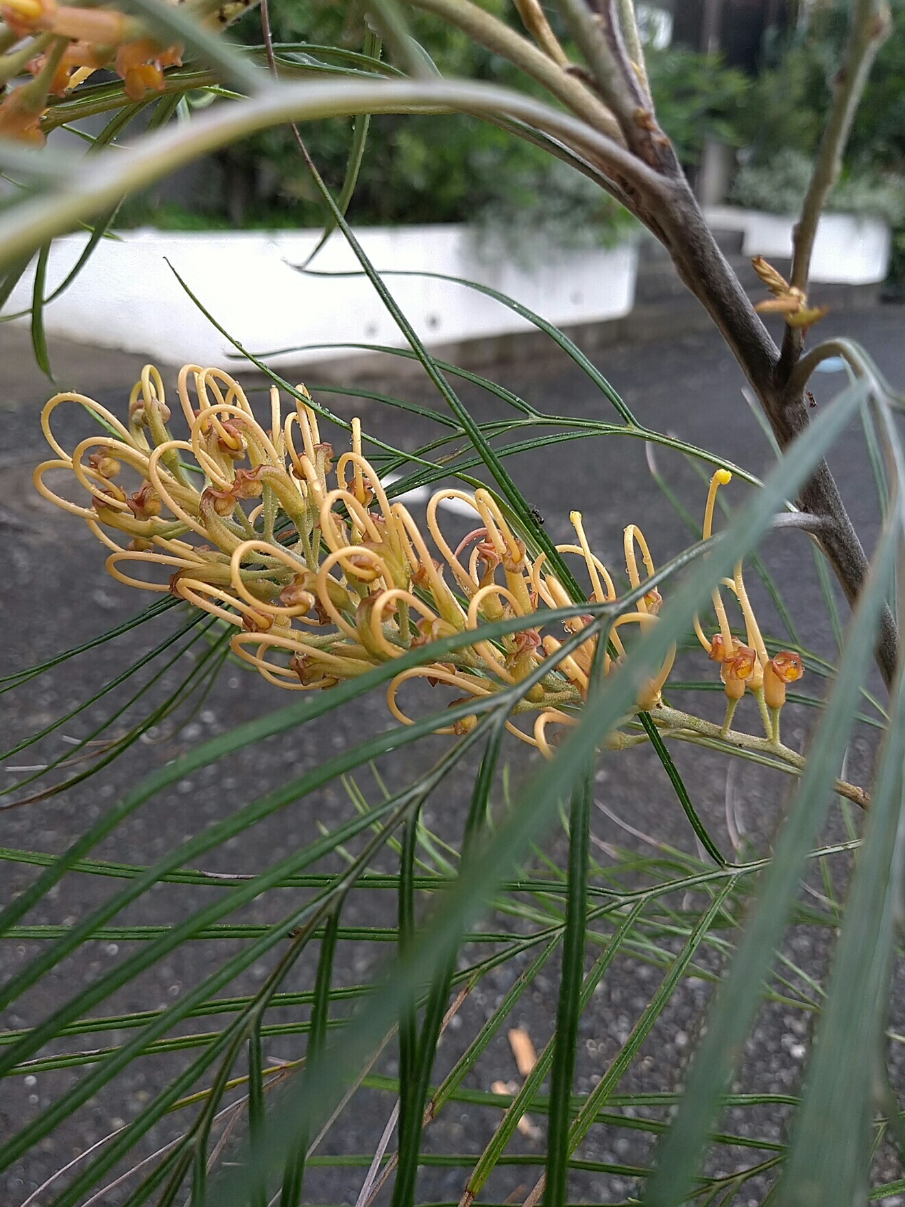 楽天市場】プロテア【アークティックアイス】1本立ち オージープランツ