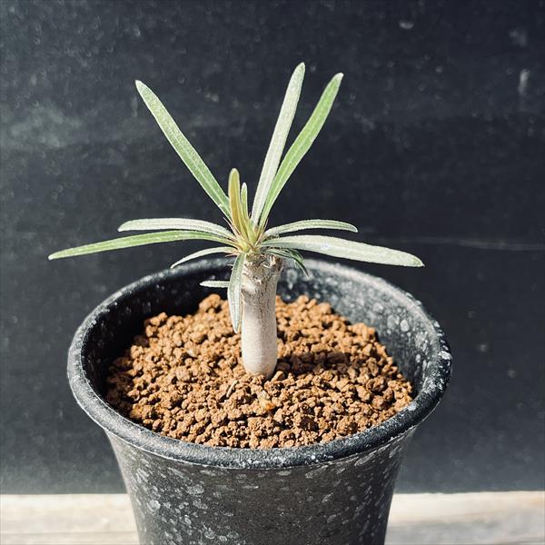 楽天市場】☆特価☆コーデックス：パキポディウム グラキリス 発根済