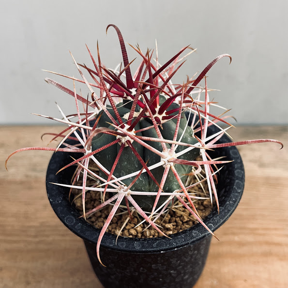 楽天市場】サボテン：フェロカクタス 赤鳳（せきほう）実生*幅4cm