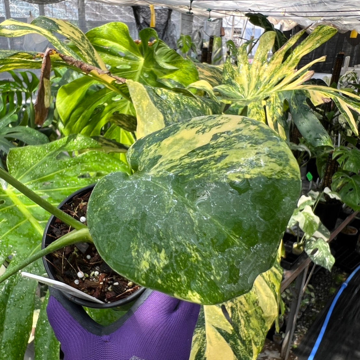 選抜株/3号サイズ】モンステラ・デリシオーサ 'イエローマリリン' 親株