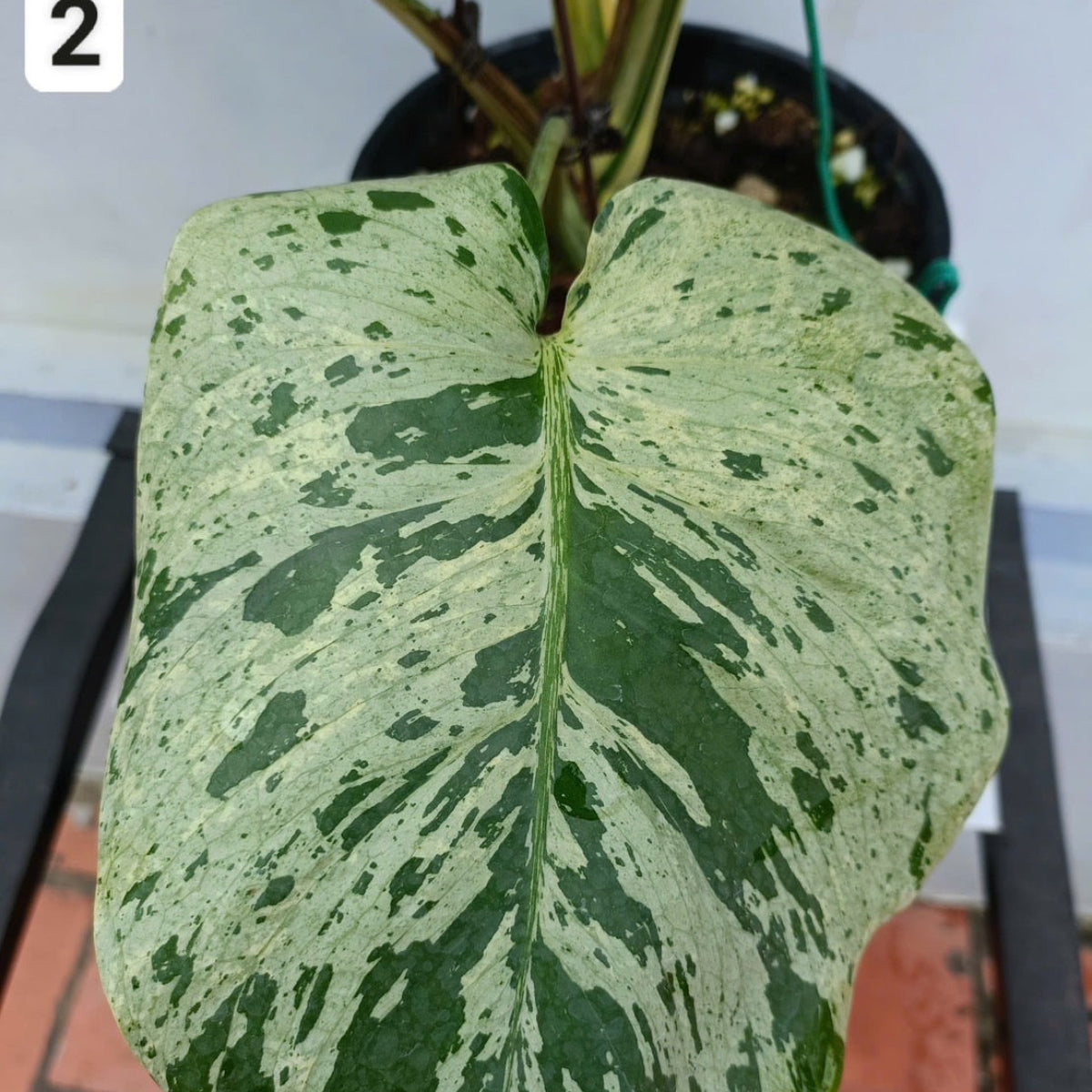 緊急/予約販売】モンステラ・デリシオーサ 'ベトシオーサ' – RARE